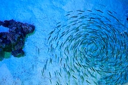 Fish Group  Groep Vissen  Services Collectiv