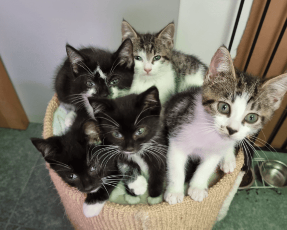 Kittens